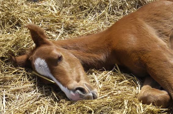 Sono nata il ventuno a primavera