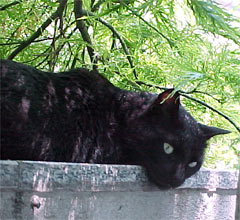 Ivan Della Mea in una delle sue più riuscite reincarnazioni.