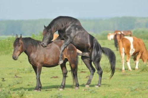 Qualcuno spieghi a GLF che per i cavalli l'accoppiamento naturale è ormai una rarità, sostituito da convenienti fecondazioni artificiali. E comunque dura molto poco, neanche il tempo di fare un paio di tiri di maria.