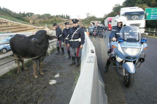 Roma. Bufalo sul Grande Raccordo Anulare. Cercava forse la Bufalotta?