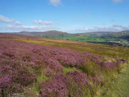 Brughiera d’erica nello Yorkshire‎