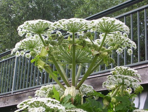 La pànace di Mantegazza, Heracleum Mantegazzianum Sommier Levier.
