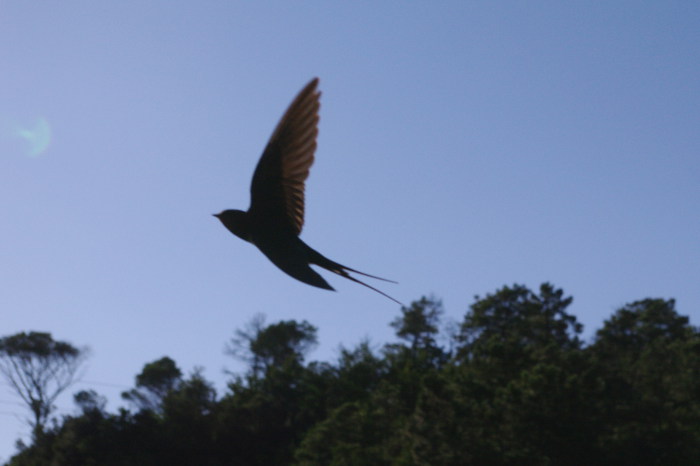 hirundo