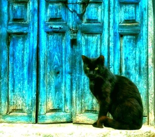 MÉDITATION DE ZORBA LE CHAT<br />
Horreur sans fin et tout ça, pour quoi ?