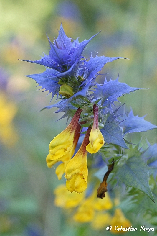 Иван да Марья