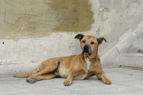  Il compianto Kanellos, the first greek riot dog