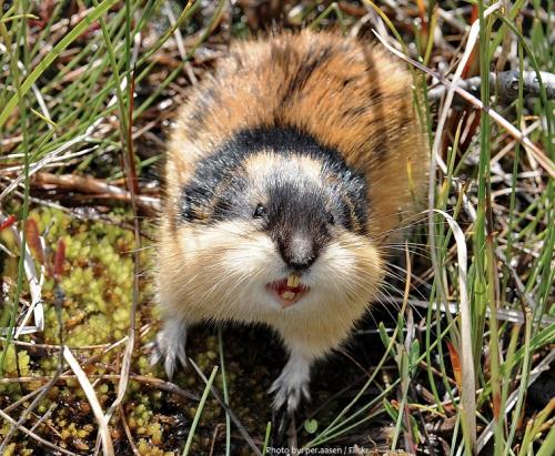 Canzoni contro la guerra - Lemmings