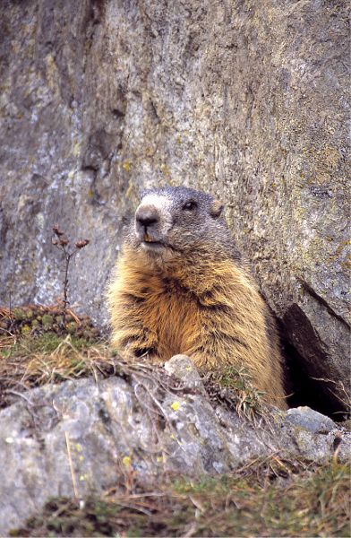 marmotta