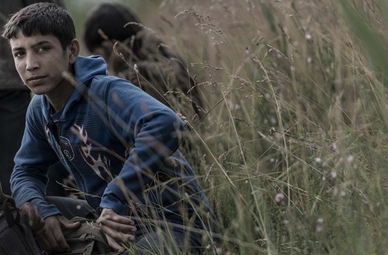 A migrant boy looks out from a field near the Hungarian border at Röszke: photo via Budapest Telegraph, 24 August 2015