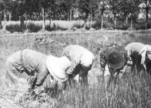 Mondine di Argenta (FE), ca. 1930.