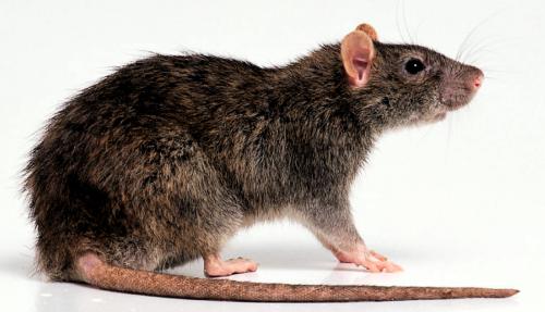 rat-d-egout-rattus-norvegicus