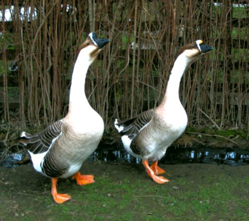 Ces deux dames, ne soupçonnant rien, s'en vont promener ...