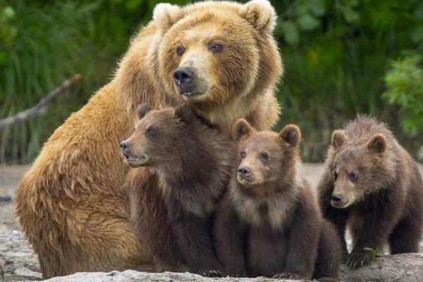 Attenti all'orso