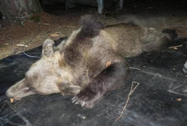 Storia dell'orso Bruno