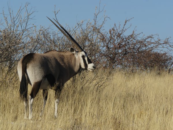 Un'orice gazzella maschio (Oryx gazella)