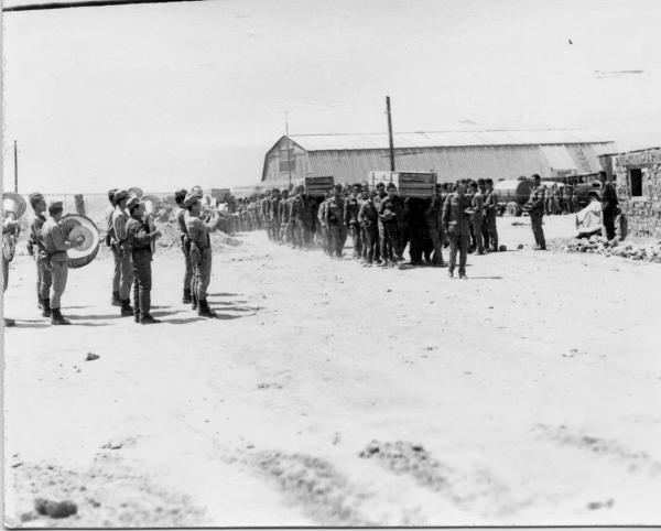 Черный тюльпан