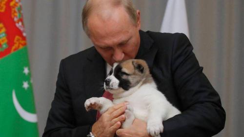 putinpup