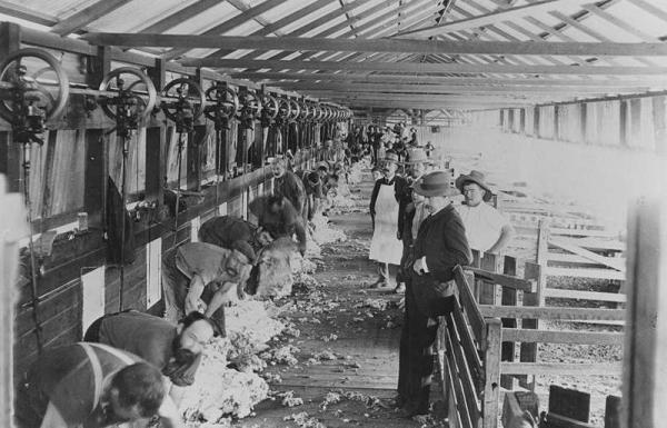 Australian shearers