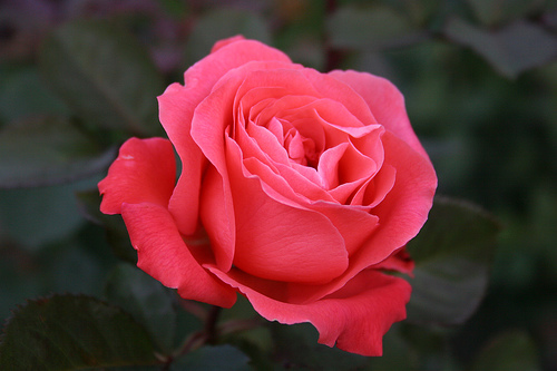 rosa vinicius