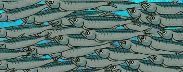 sardine.