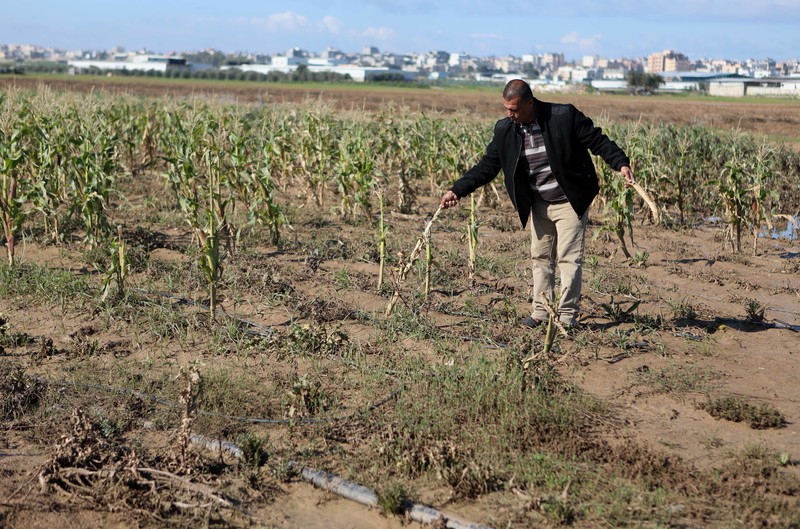Scorched earth warfare. Palestinian crops sprayed with herbicides.