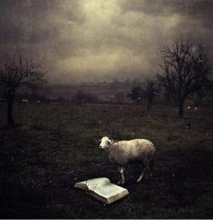 sheep i can not count