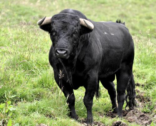 un cœur d’or sous la peau<br />
Et la force du taureau !