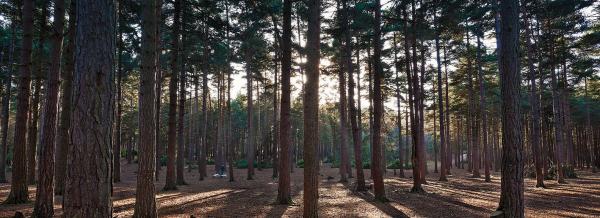 Swinley Forest