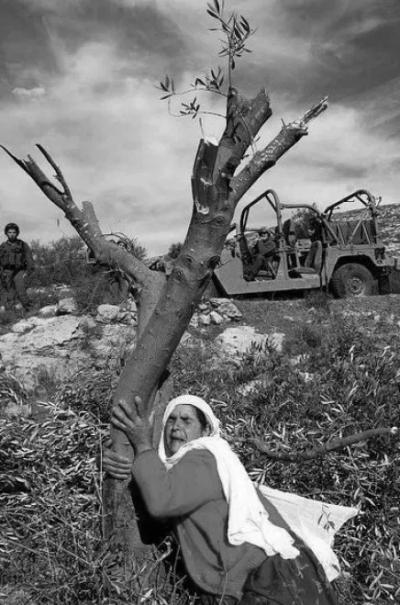 Il giardino degli olivi [Mia terra]