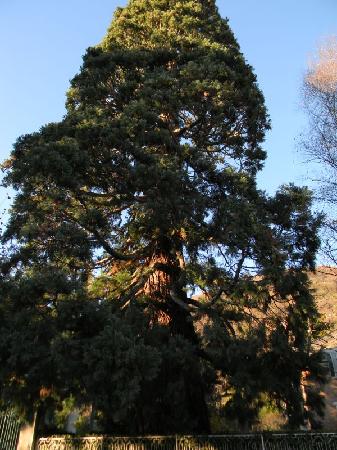 Sequoia in viale Dante a Torre Pellice, Torino