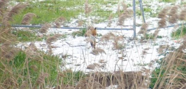 Volpe rossa al lago Ex Snia, domenica 1 febbraio 2015